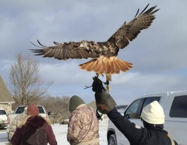 Getting Started with Falconry in Ohio